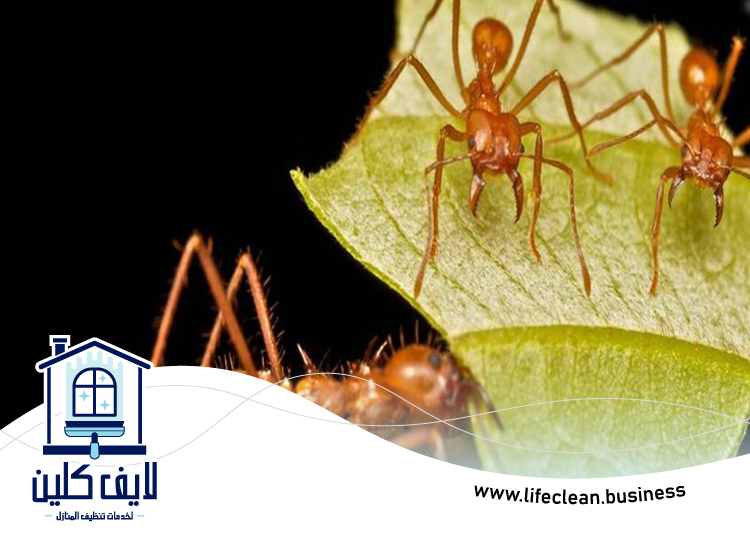 شركة مكافحة الرمة في جروف 2 شركة مكافحة الرمة في جروف