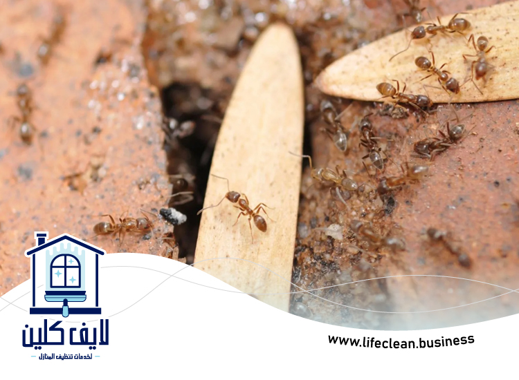 شركة مكافحة الرمة في احفرة