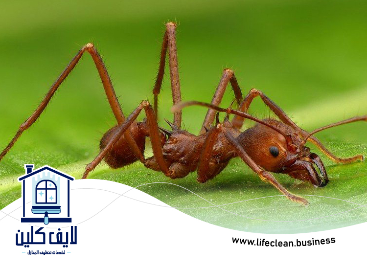 شركة مكافحة الرمة في جروف 3 شركة مكافحة الرمة في جروف