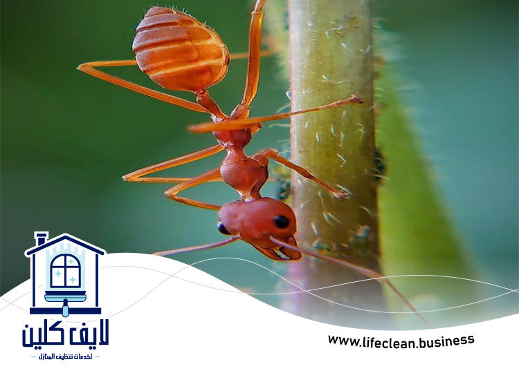 شركة مكافحة الرمة في جروف 5 شركة مكافحة الرمة في جروف