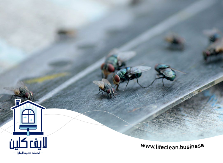 مكافحة الذباب في الشارقة 4 مكافحة الذباب في الشارقة