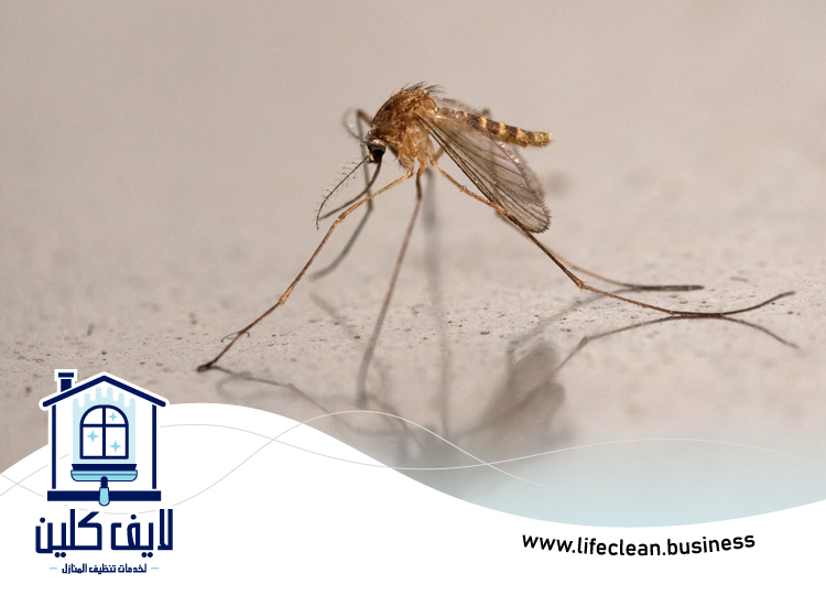 مكافحة الناموس في دبي 3 مكافحة الناموس في دبي