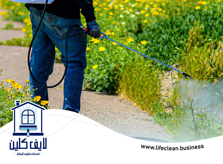 مكافحة الذباب في الشارقة 5 مكافحة الذباب في الشارقة
