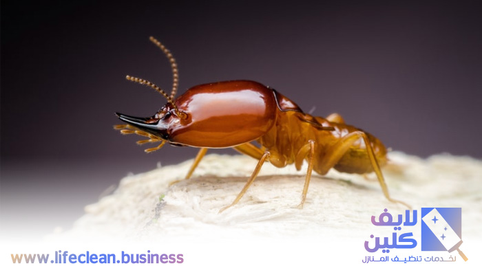 شركة مكافحة الرمة في جروف