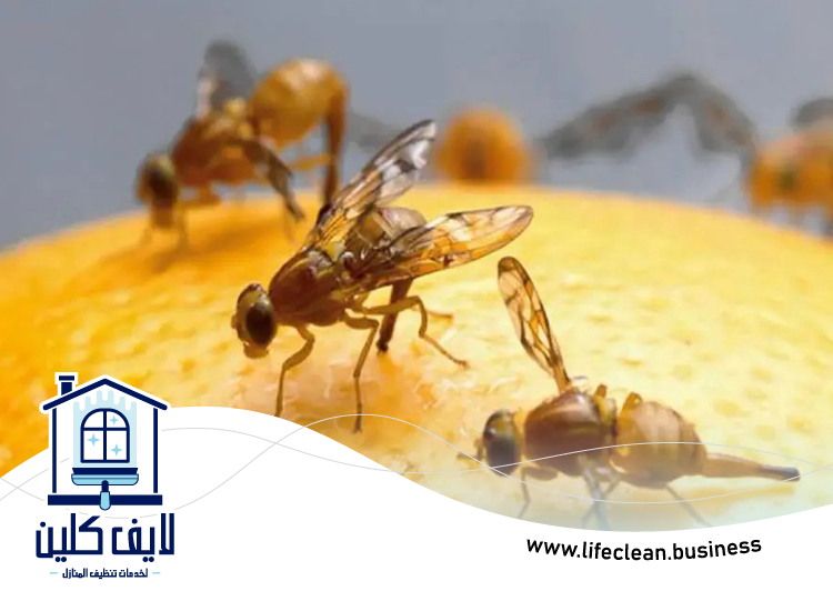 مكافحة الذباب في دبي 5 مكافحة الذباب في دبي
