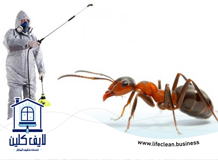 شركة مكافحة الرمة في الزيد 2 شركة مكافحة الرمة