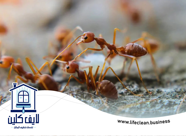 شركة مكافحة الرمة في أم سقيم 2 مكافحة الرمة