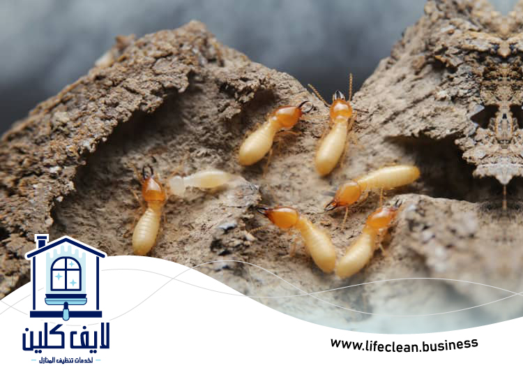 شركة مكافحة الرمة في احفرة