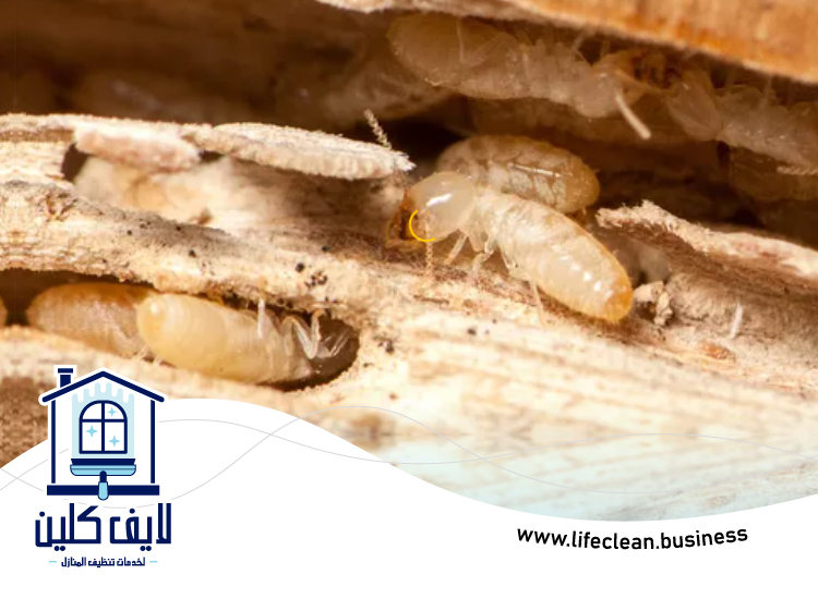 شركة مكافحة الرمة في الطور 4 شركة مكافحة الرمة في الطور