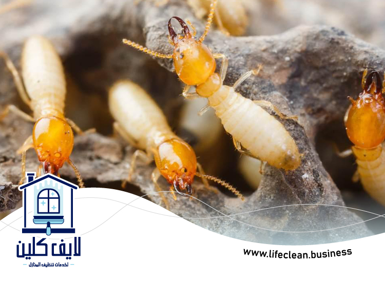 شركة مكافحة الرمة في الطور 5 شركة مكافحة الرمة في الطور