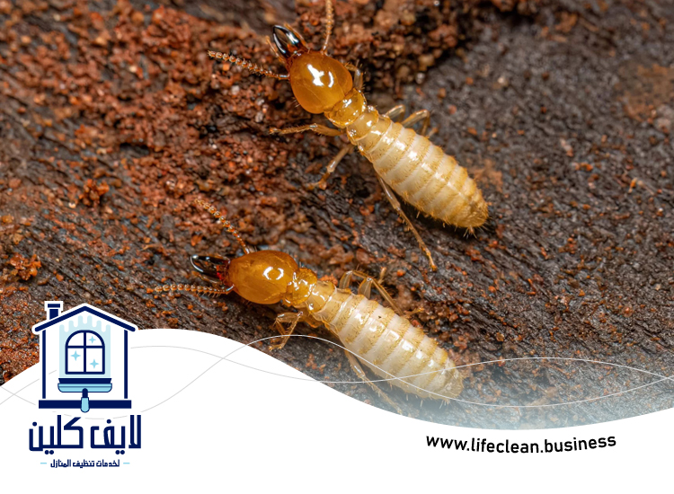 شركة مكافحة الرمة في الطور 2 شركة مكافحة الرمة في