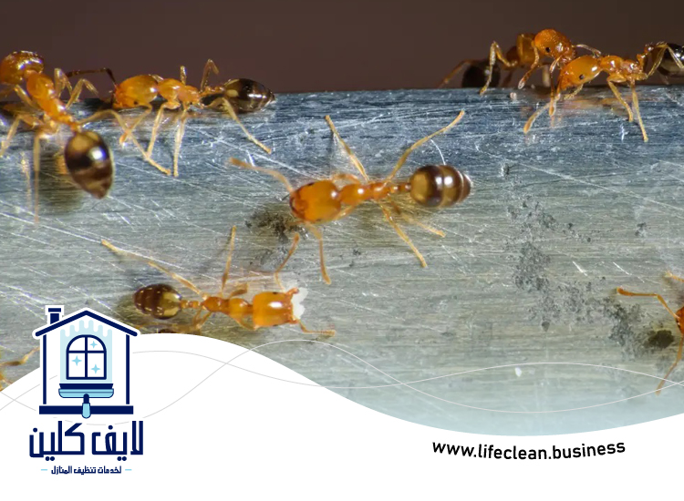 شركة مكافحة الرمة في شرم