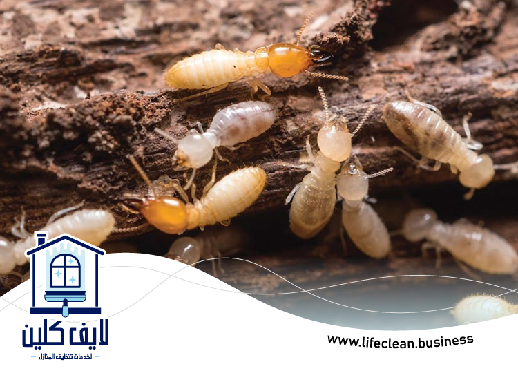 شركة مكافحة الرمة في شرم