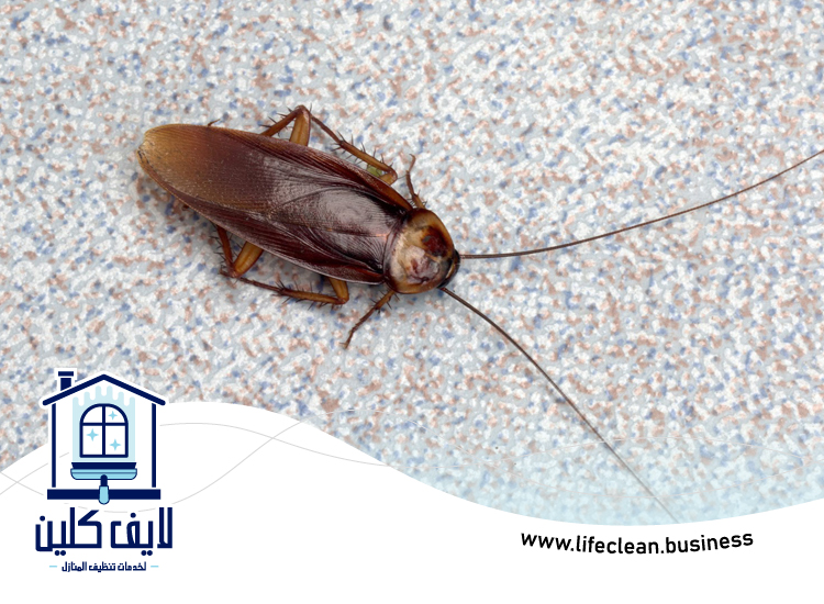 شركة مكافحة الصراصير في الشارقة 5 شركة مكافحة الصراصير