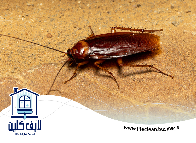 شركة مكافحة الصراصير فى عجمان 5 شركة مكافحة الصراصير