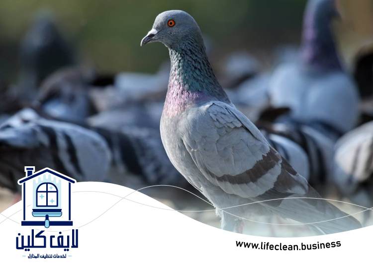 مكافحة الحمام في عجمان 5 مكافحة الحمام في عجمان