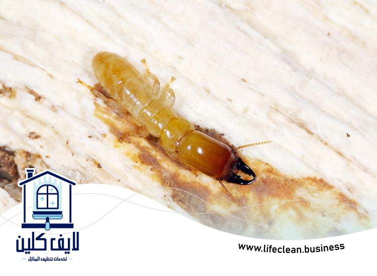 شركة مكافحة الرمة في وادي السدر