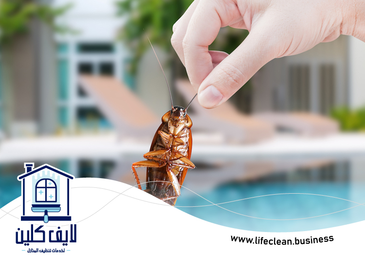 شركة مكافحة الصراصير فى عجمان 4 شركة مكافحة الصراصير