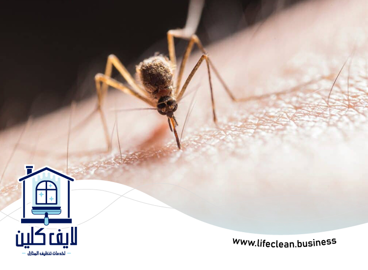 مكافحة الناموس في دبي 4 مكافحة الناموس في دبي