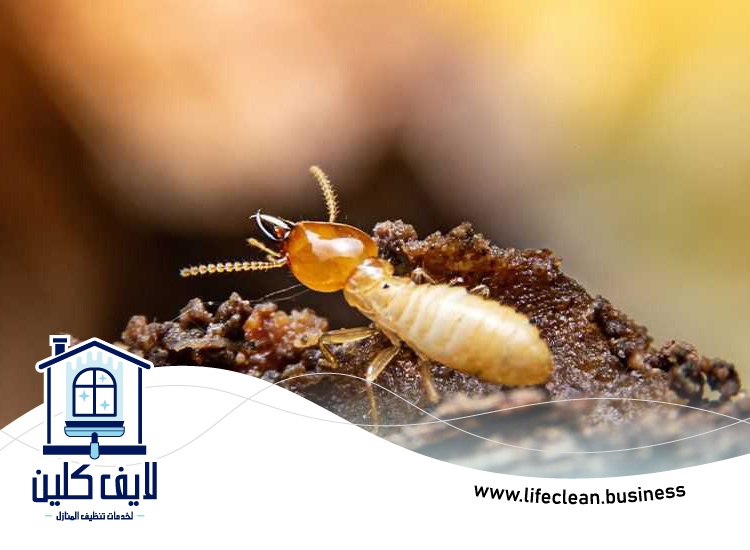 شركة مكافحة الرمة في القرية