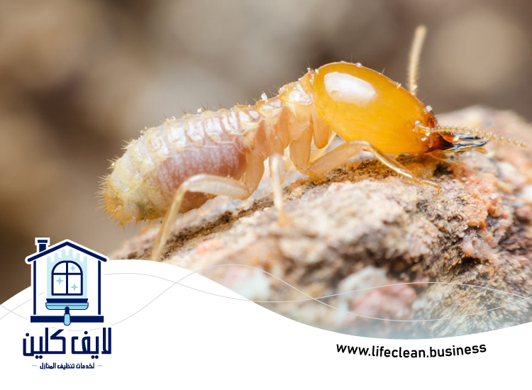 شركة مكافحة الرمة في شرم