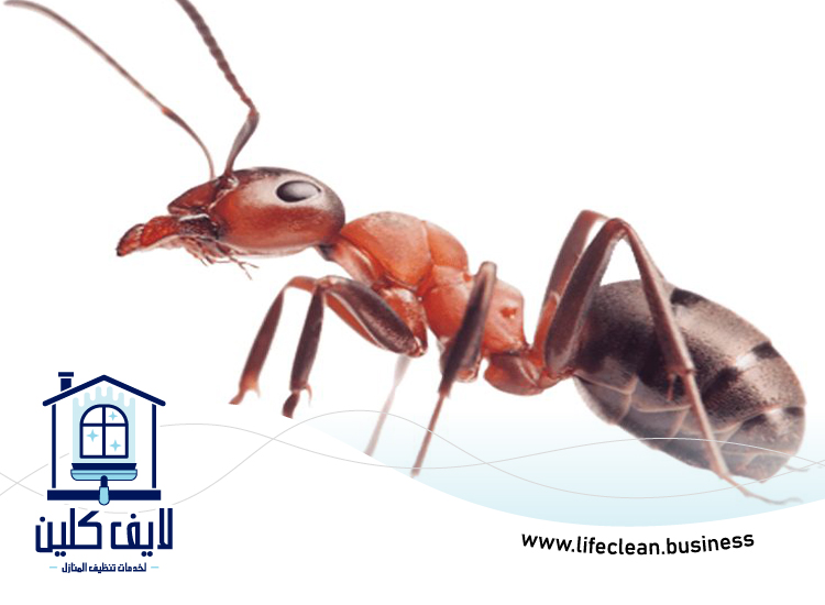 شركة مكافحة الرمة في ام القيوين 4 شركة مكافحة الرمة في ام القيوين