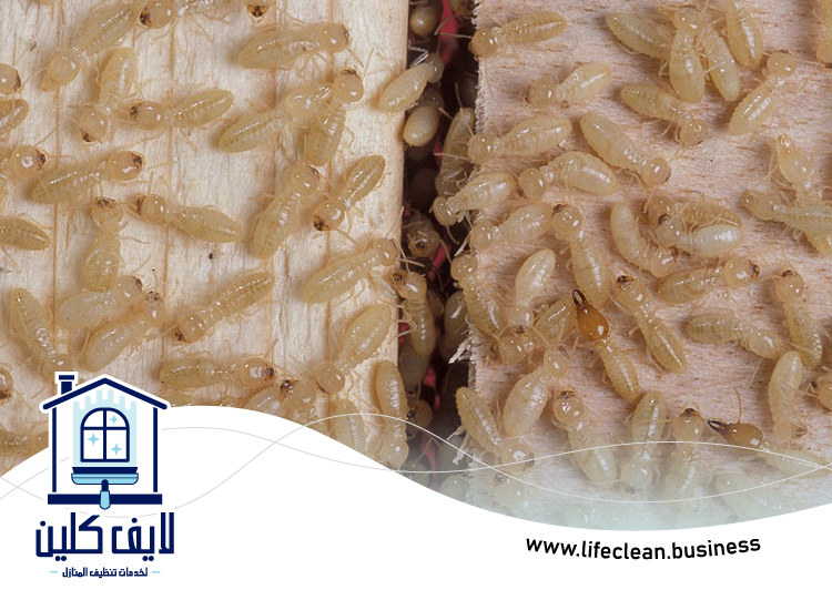 شركة مكافحة الرمة في السيجي