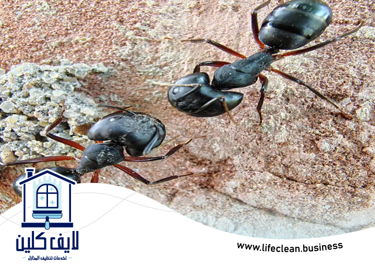 شركة مكافحة الرمة في ام القيوين 5 شركة مكافحة الرمة في ام القيوين