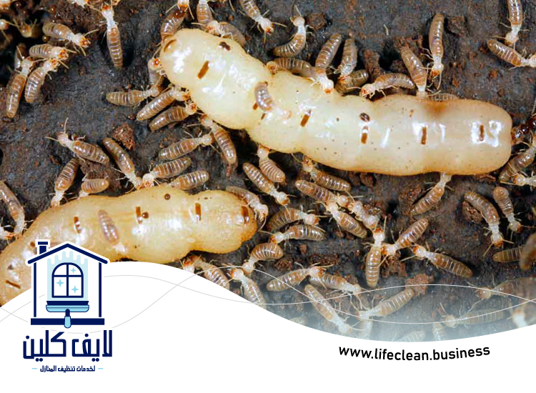 شركة مكافحة الرمة في قدفع