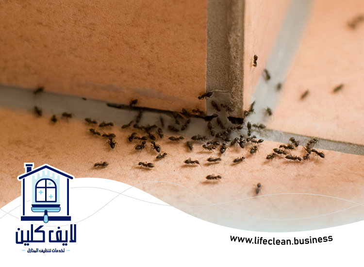 شركة مكافحة الرمة في احفرة