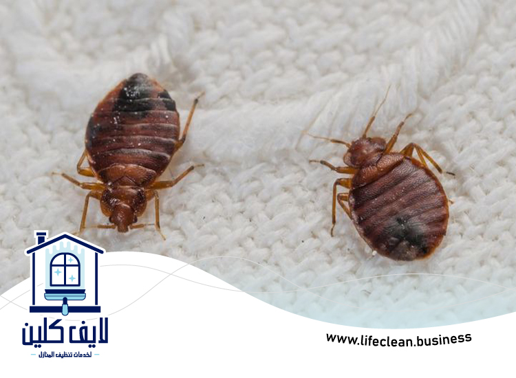 شركة مكافحة بق الفراش في العين 3 شركة مكافحة بق الفراش في العين