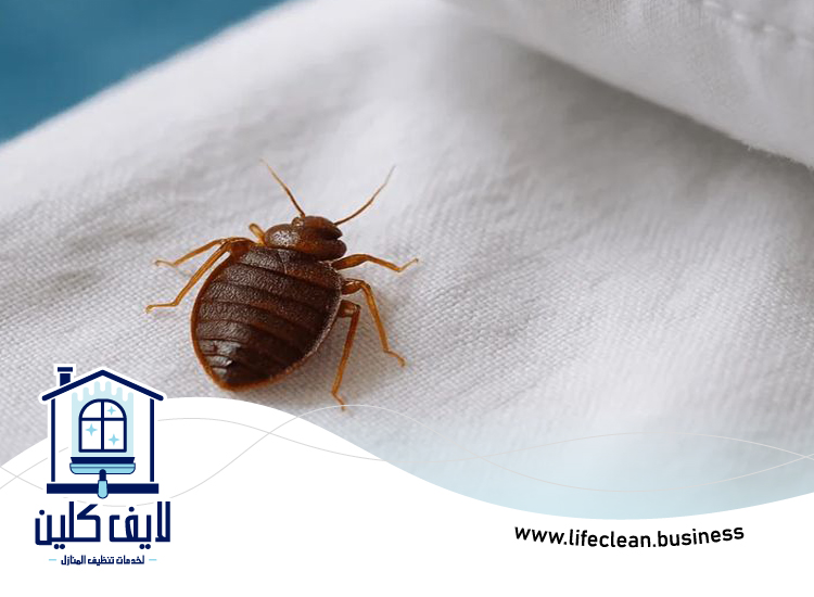 شركة مكافحة بق الفراش في العين 4 شركة مكافحة بق الفراش في العين