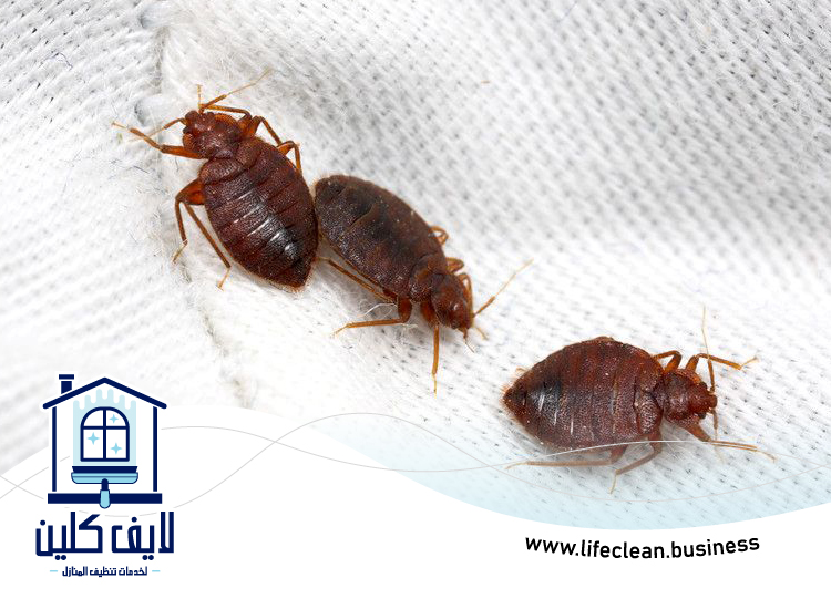 شركة مكافحة بق الفراش في العين 5 شركة مكافحة بق الفراش في العين