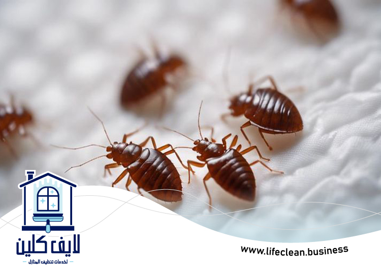 شركة مكافحة بق الفراش في ابوظبي 3 شركة مكافحة بق الفراش في ابوظبي
