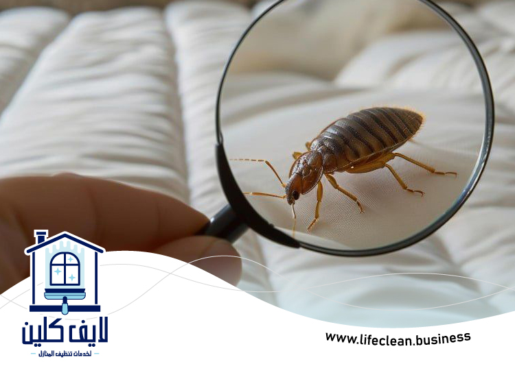 شركة مكافحة بق الفراش في ابوظبي 4 شركة مكافحة بق الفراش في ابوظبي
