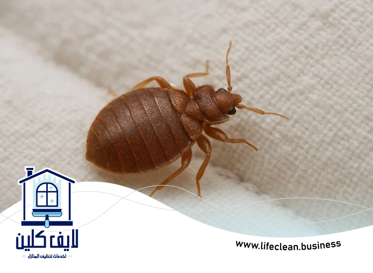 شركة مكافحة بق الفراش في ابوظبي 5 شركة مكافحة بق الفراش في ابوظبي
