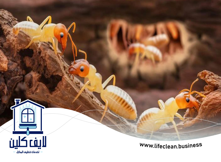 شركة مكافحة الرمة في ابوظبي 5 شركة مكافحة الرمة في ابوظبي