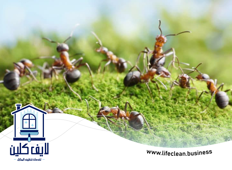 شركة مكافحة الرمة في مريشيد 5 شركة مكافحة الرمة في مريشيد