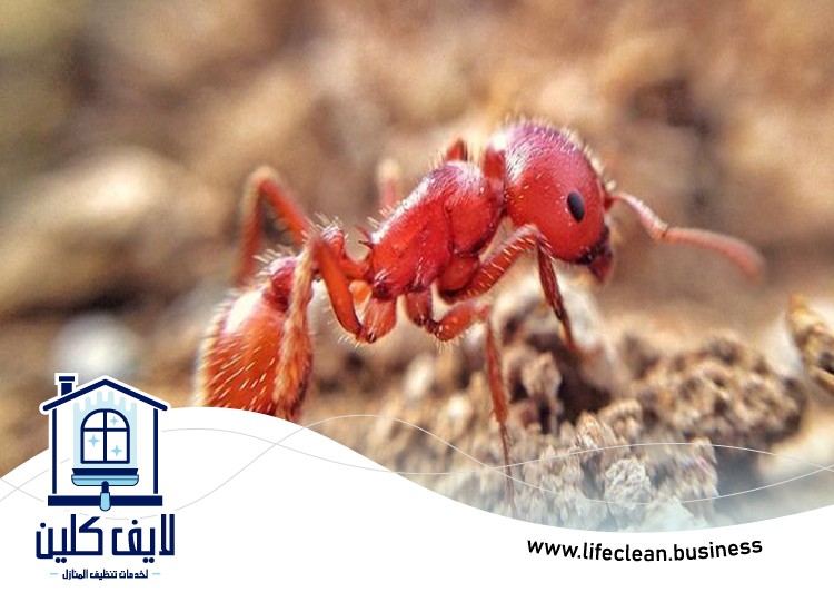 شركة مكافحة الرمة في اوحلة 4 شركة مكافحة الرمة في اوحلة