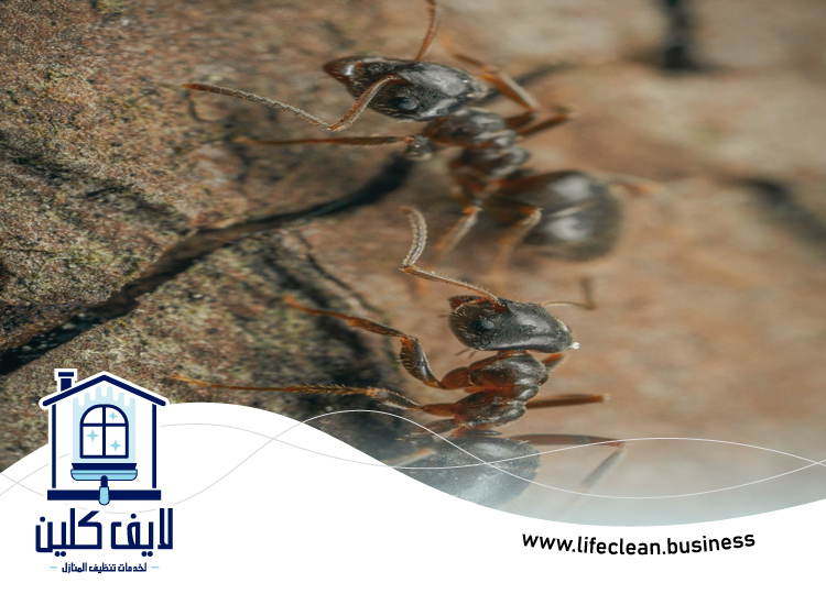 شركة مكافحة الرمة في البثنة 3 شركة مكافحة الرمة في البثنة