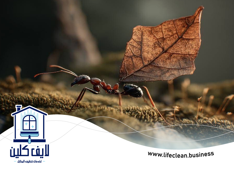 شركة مكافحة الرمة في البثنة 4 شركة مكافحة الرمة في البثنة