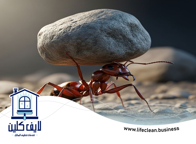 شركة مكافحة الرمة في الشارقة 4 الرمة