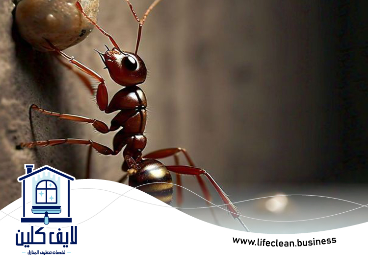 شركة مكافحة الرمة في الرحيب 3 شركة مكافحة الرمة في الرحيب