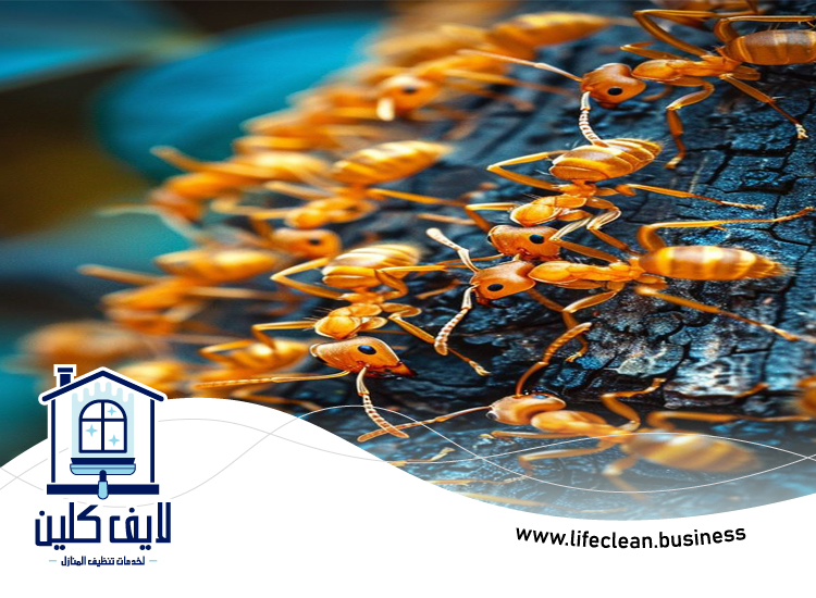 شركة مكافحة الرمة في صفد 3 شركة مكافحة الرمة في صفد