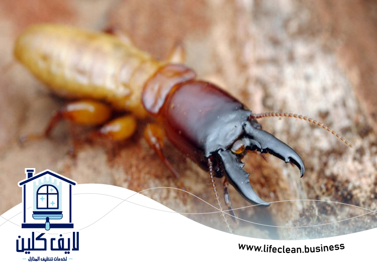 شركة مكافحة الرمة في مدوك 5 شركة مكافحة الرمة في مدوك